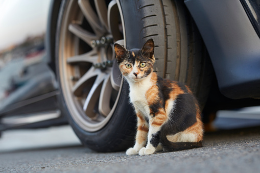 a pied color baby cat looking at camera while standing near a sport car wheel