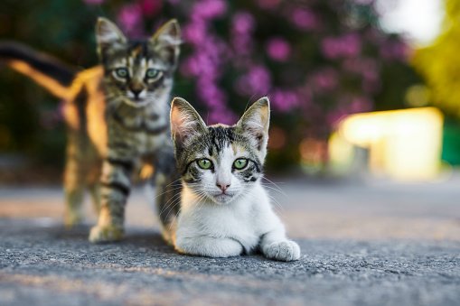 Cute stray Baby cats posing to camera in front of a beautiful flower plant