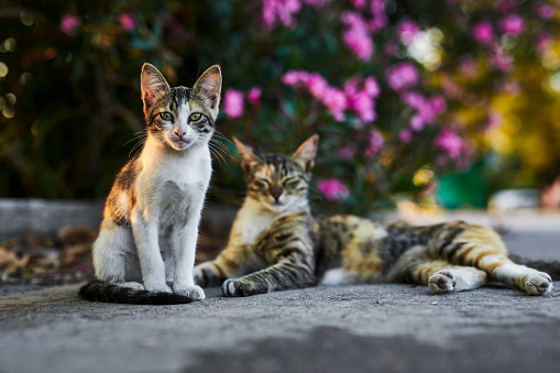 Tortoiseshell Cat in Rethymnon Town on Crete, Greece