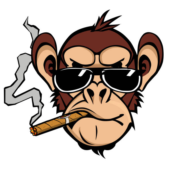 illustrations, cliparts, dessins animés et icônes de drôle de chimpanzé fumant un cigare avec des lunettes de soleil - cigare