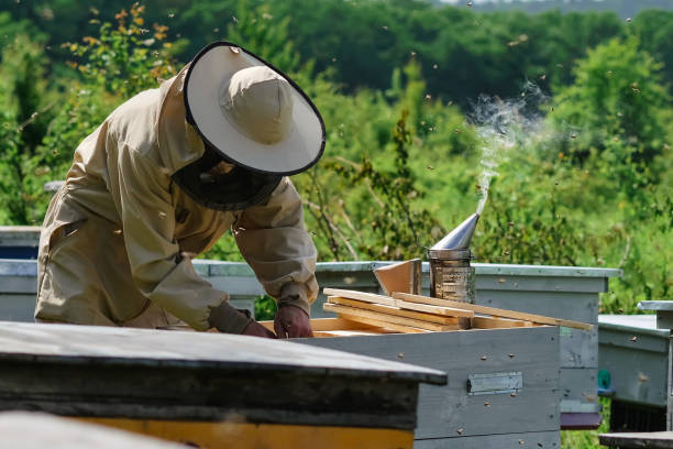 istock Beekeeper removing honeycomb from beehive. Person in beekeeper suit taking honey from hive. Farmer wearing bee suit working with honeycomb in apiary. Organic farming. Copy-space 1412518097