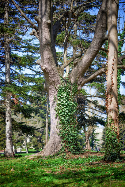 Old tree that is heavily overgrown with ivy. This picture taken in Varna, Bulgaria.