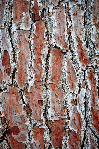 Close-Up of bark of a pine tree