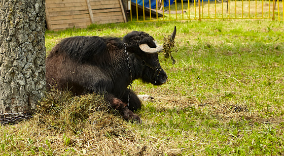 A Tibetan yak calf and a cow lie in the shade, exhausted from the heat. Global climate warming.
