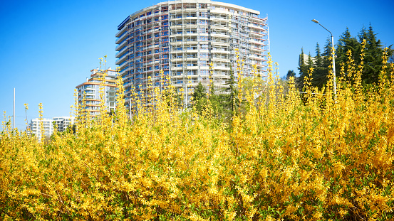 Forsythia. Yellow flowering plants on the background of a new building. Varna, Bulgaria. Blooming Easter tree.