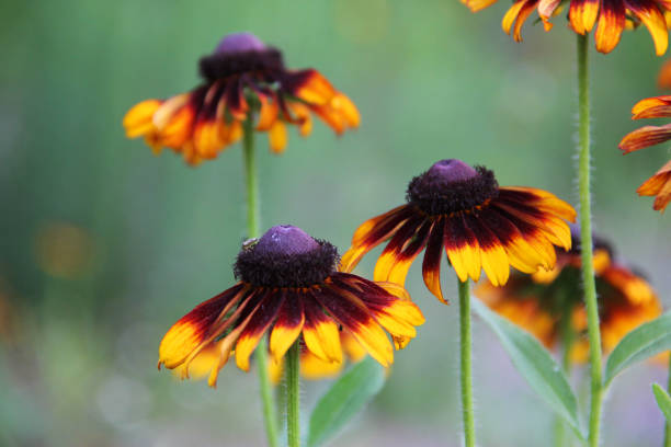 istock Black Eyed Susans 1412521155