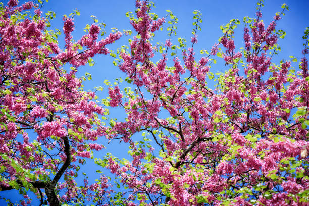 fiori di ciliegio e cielo blu - oriental cherry tree foto e immagini stock