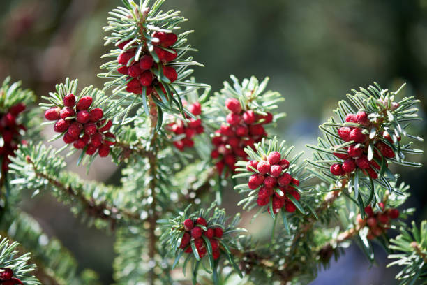 istock Close-Up Of spring buds On Spanish Fir. 1412521295