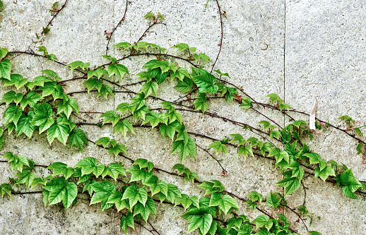 Japanese creeper, Boston ivy, Grape ivy, Japanese ivy, and woodbine (Parthenocissus tricuspidata) on a house wall.