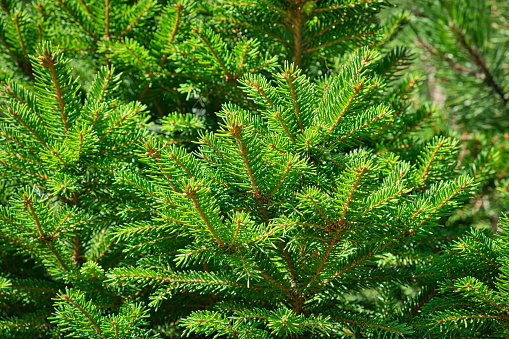 Close-up of fir-needle tree branches composition as a background texture. Natural plant backdrop.