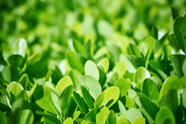 Boxwood. Green leaves background.
