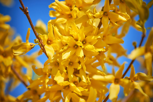 Forsythia. Close-Up Of Yellow Flowering Plant. Easter Tree Blossom.
