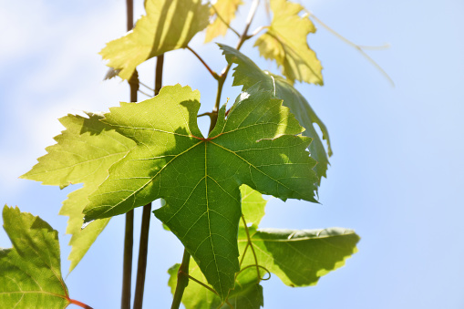 Vine grape leafs with sky background