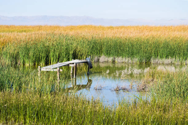 istock Swamp grasslands in Palm Desert California 1412523694