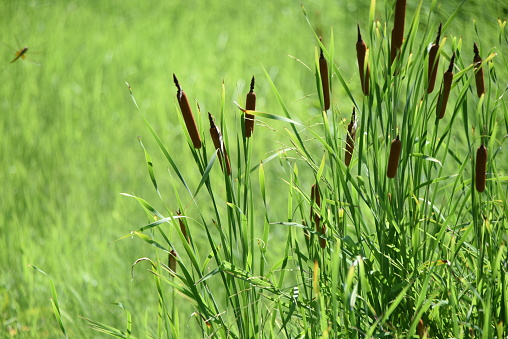 Vetiver Grass or Vetiveria zizanioides