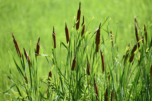 Flower of cattail.Typhaceae perennial emerging plants.It grows in shallow watersides and blooms brown sausage-shaped flowers from June to August. Flowers are edible and medicinal.