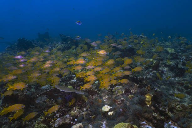 A school of French Grunts (Haemulon flavolineatum) in the Caribbean Sea, Mexico A school of French Grunts (Haemulon flavolineatum) in the Caribbean Sea, Mexico french grunt photos stock pictures, royalty-free photos & images