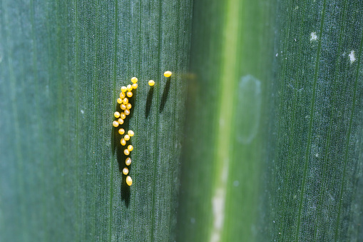 Seven spot ladybird (Coccinella septumpunctata) eggs on a maize leaf.