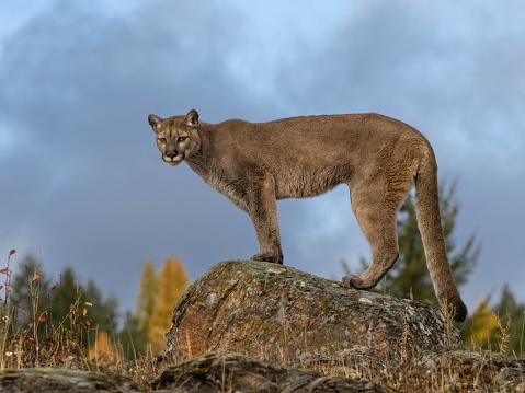 A captive Mountain Lion looking down from the top of a boulder. At a game farm in Montana, with captive animals in natural settings. Property released.
