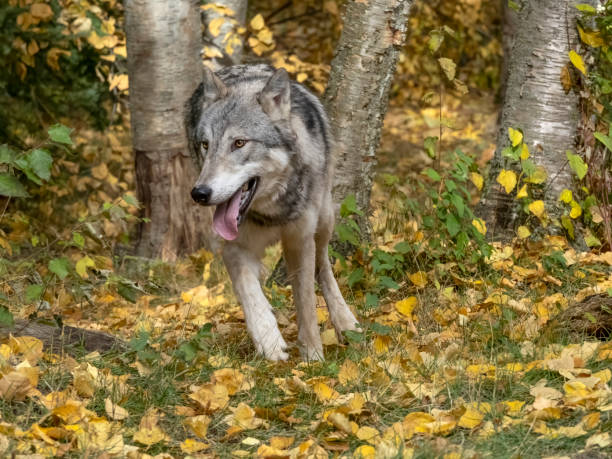 istock Wolf Running in Trees in Natural Autumn Setting Captive 1412525209