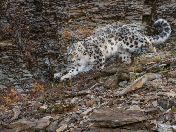 leopardo delle nevi che cammina sulla collina rocciosa naturale ambientazione autunnale prigioniera - snow leopard foto e immagini stock