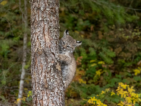 A captive bobcat kitten (Lynx Rufus) playing on a tree trunk. This in the autumn. At a game farm in Montana, with captive animals in natural settings. Property released.
