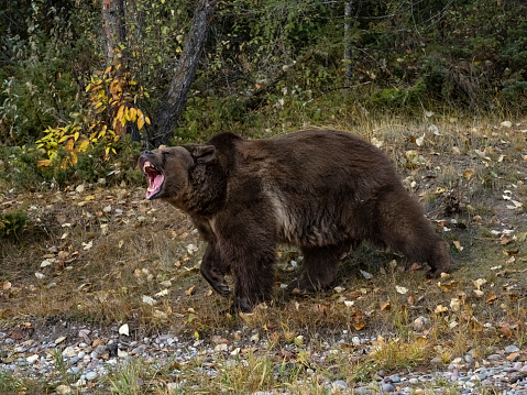 Grizzly Bear by waters edge with fall color background. At a game farm in Montana, with captive animals in natural settings. Property released.