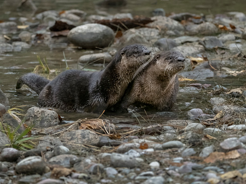 River Otters ( Lontra canadensis ) playing at waters edge in a pond. At a game farm in Montana, with captive animals in natural settings. Property released.