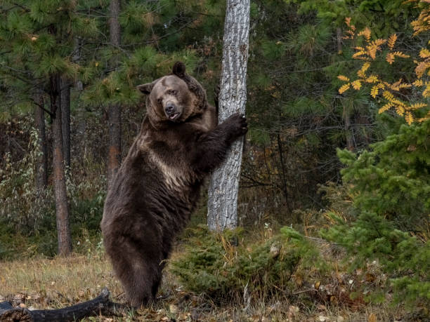 istock Grizzly Bear Holding on a Tree Fall Color Captive 1412525426