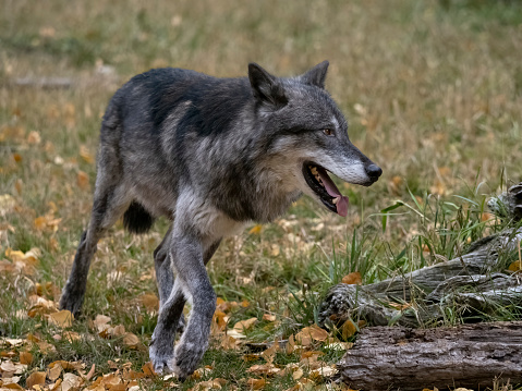 A captive Tundra Wolf walking through a grass field. At a game farm in Montana, with captive animals in natural settings. Property released.
