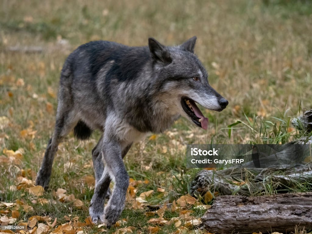 Wolf in Grass Field Natural Autumn Setting Captive A captive Tundra Wolf walking through a grass field. At a game farm in Montana, with captive animals in natural settings. Property released. Tundra Wolf Stock Photo