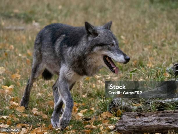 Wolf In Grass Field Natural Autumn Setting Captive Stock Photo - Download Image Now - Tundra Wolf, Aggression, Animal