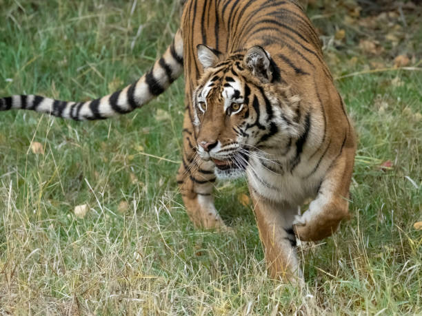 istock Siberian Tiger Prowling in Natural Grass Setting Captive 1412525443
