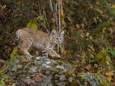 A captive bobcat kitten (Lynx Rufus) looking down from top of a rock. This is on a hillside rock wall in the autumn. At a game farm in Montana, with captive animals in natural settings. Property released.