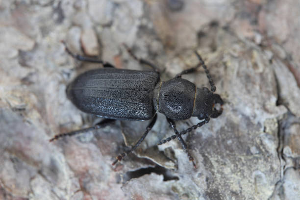 istock Longhorn Beetle (Spondylis buprestoides) on the bark of a tree. 1412525781