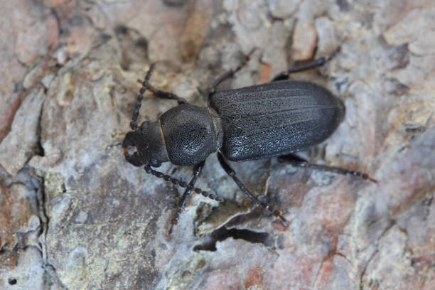 istock Longhorn Beetle (Spondylis buprestoides) on the bark of a tree. 1412526316