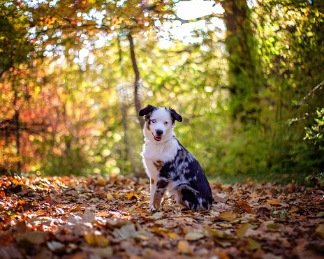 Dog outdoors in autumn