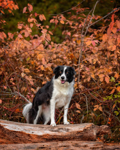 istock Dog outdoors 1412527771