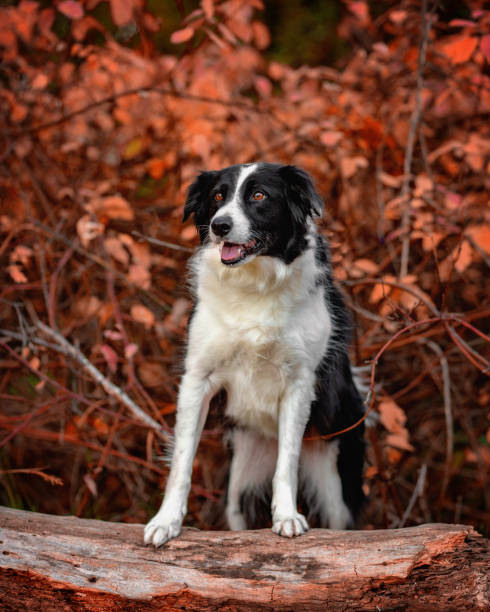 istock Dog outdoors 1412527773
