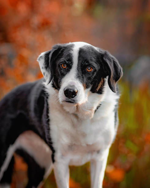 istock Dog outdoors 1412527790