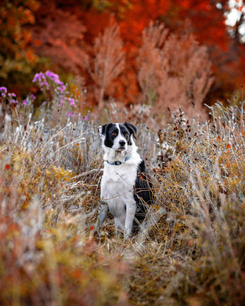 Dog outdoors in autumn