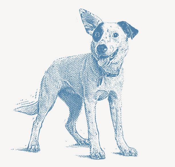 Energetic Australian Cattle Dog mixed breed dog hoping to be adopted