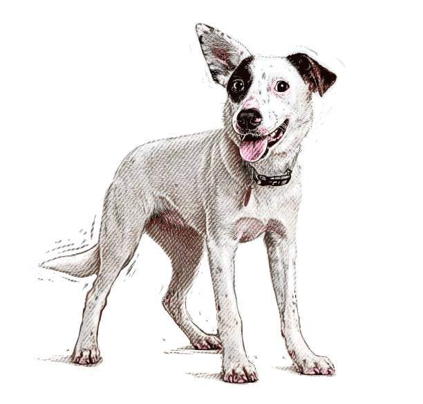 ilustrações de stock, clip art, desenhos animados e ícones de energetic australian cattle dog mixed breed dog hoping to be adopted - mixed breed dog illustrations