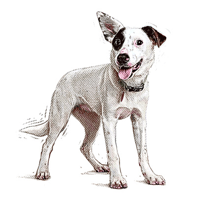 Energetic Australian Cattle Dog mixed breed dog hoping to be adopted
