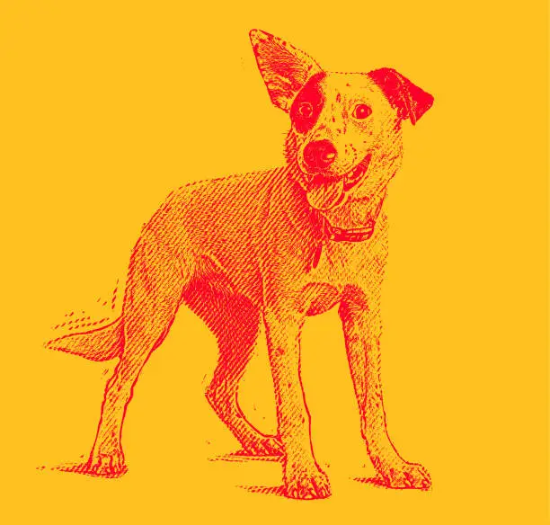 Vector illustration of Energetic Australian Cattle Dog mixed breed dog hoping to be adopted