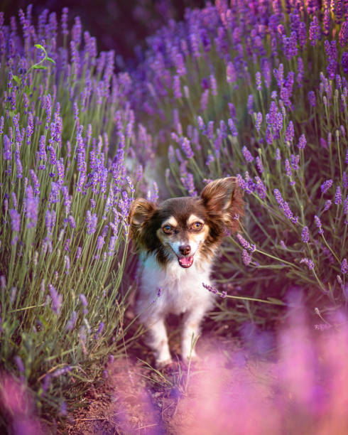 istock Dog in flowers 1412528601
