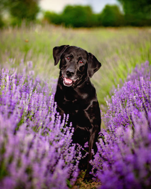 istock Black lab Dog in flowers 1412528686