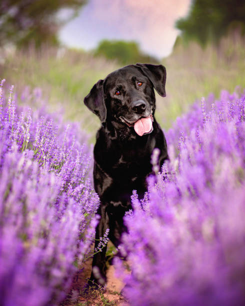 istock Black lab Dog in flowers 1412528699