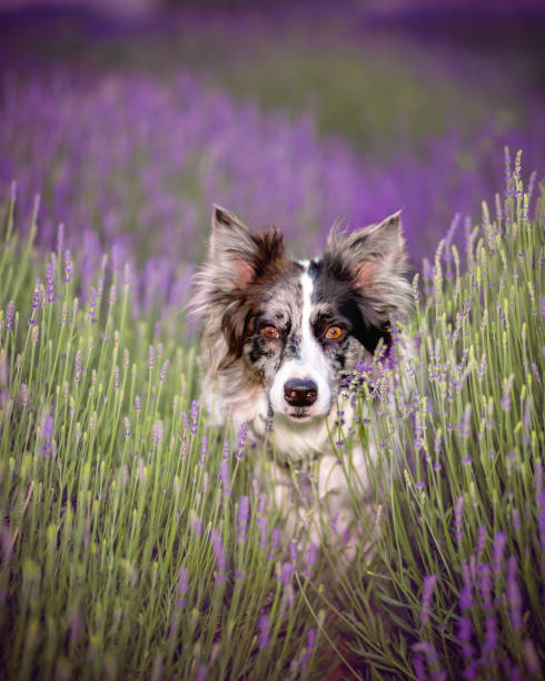 istock Dog in flowers 1412528734