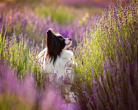 Dog outdoors in a lavender field